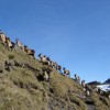 Begrüßungskomitee vor der Poschalm