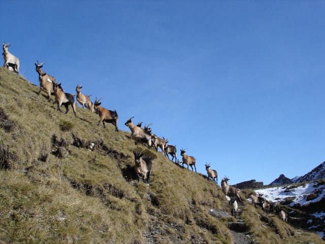 Botzer (3251 m) auf flosses Spuren