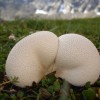 Welcher Pilz ist das?? Welcher Pilz ist das??